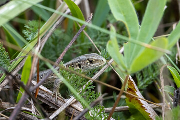 Small lizard close up hidden between grassland plants