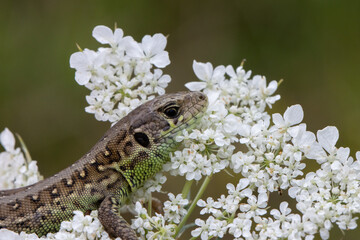 Lizard on white flower in agricultural field close up