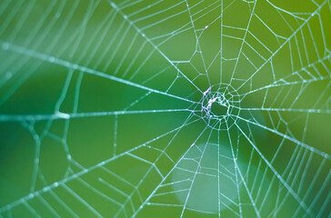 Spider web on the natural background    