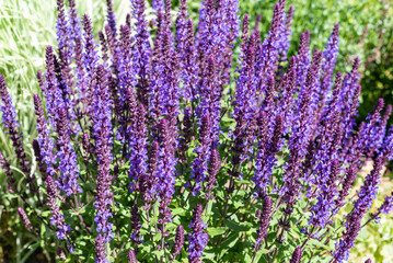 Fototapeta premium Purple flowers of Salvia nemorosa in the summer garden.