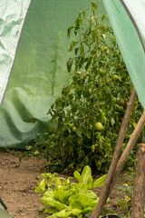 Off grid polytunnel with tomatoes and lettuce plants