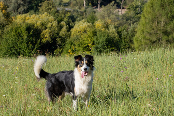 Farm dog looking at camera with tongue hanging out of mouth in Subcarpathian agriculture grass land