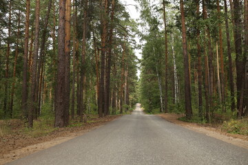 the road in the forest in summer