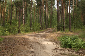 path in the woods