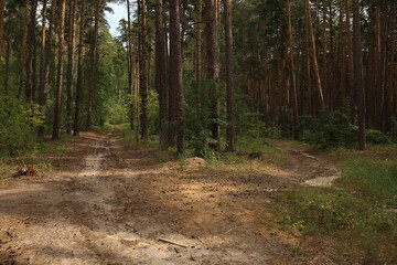road in the woods