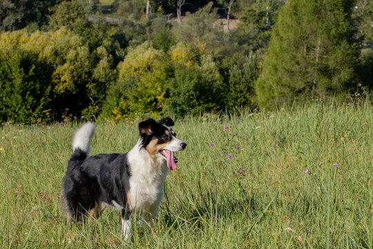 Farm dog with tongue hanging out of mouth in Subcarpathian agriculture grass land