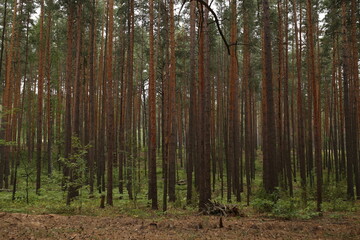 Obraz premium trees in the woods