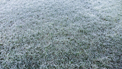 Morning dew froze on a green grass. First frost. Preparing the lawn for wintering. Top view. Copy space. Banner. Late autumn. Conceptual background of weather forecast. Nature detail. Winter season - obrazy, fototapety, plakaty
