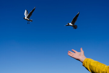 Hand feeding two seagulls with ble sky background