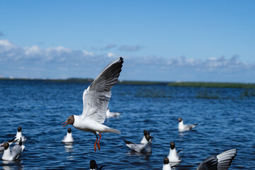 Flock of seagulls flying over sea