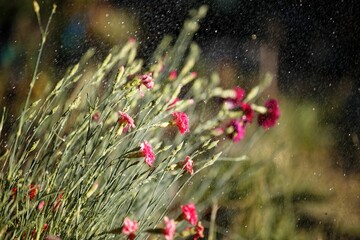 Closeup shot of red carnation flowers captured in San Luis Obispo, CA