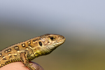 Small lizard on thumb of researcher close up