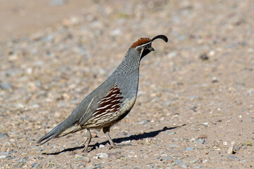 Gambel's Quail (Callipepla gambelii)