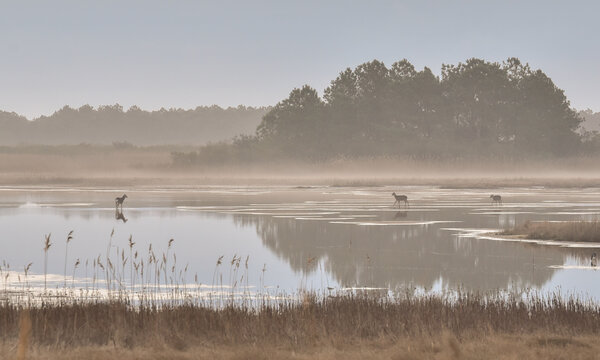 Chincoteague Island Sunrise