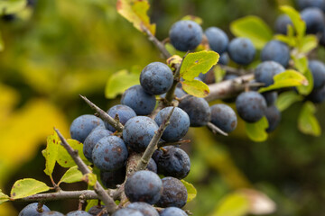 Wild fresh blue berries in harvesting season