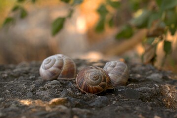 Snails on the slope, big snails are located on a large black stone, selective focus, bokeh