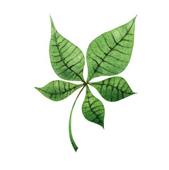 A green chestnut leaf consisting of five small leaves. Watercolor illustration.