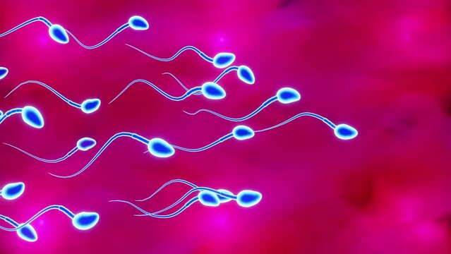 3D animation of semen swimming towards eggs on a pink background. Medical biology concept