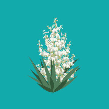VECTORS. White flower known as Yucca flower or Flor de Izote