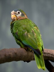 parrot on a branch	