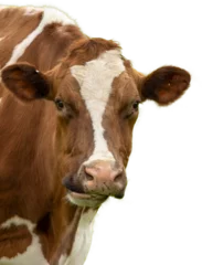 Foto op Canvas cow on white png © © Raymond Orton