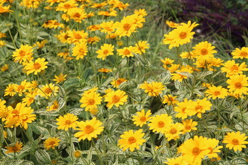 yellow flowers in the garden