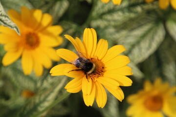 bee on yellow flower