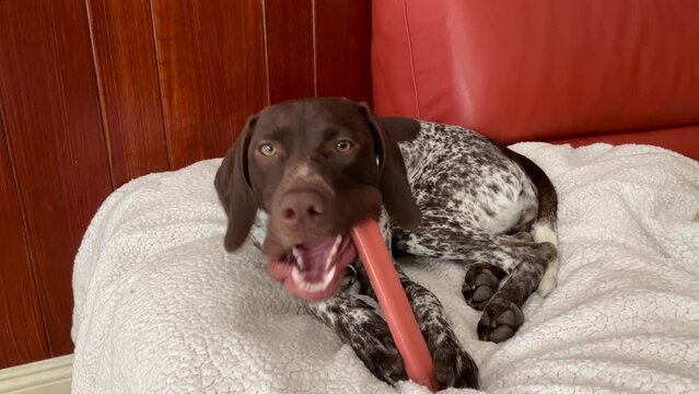 Cute young German Shorthaired Pointer enjoying a bone on the sofa