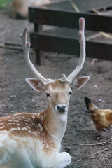 male deer at a petting zoo of the municipality of Zuidplas in NIeuwerkerk