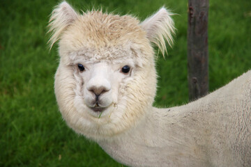 Alpace in white and brown at grass of Dyke in Nieuwerkerk aan den IJssel