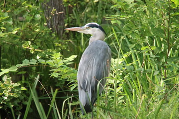Grey Heron searching for fish or frogs in the water