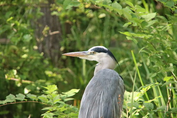 Grey Heron searching for fish or frogs in the water