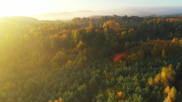 Autumn forest during autumn - aerial shot