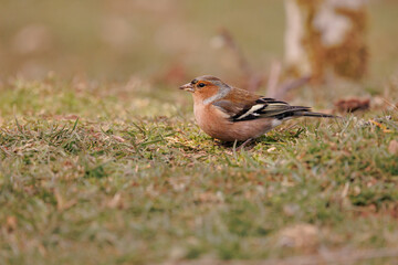 Pinsón vulgar, fringilla coelebs