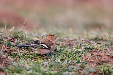 Pinsón vulgar, fringilla coelebs