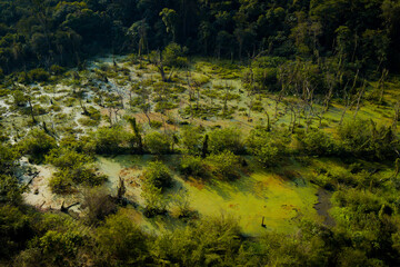 A forest remnant of the Camboatá Forest in the northern part of Rio de Janeiro is home to endemic fish and plants. This region has become a protected area. Rio de Janeiro, Brazil