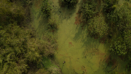 A forest remnant of the Camboatá Forest in the northern part of Rio de Janeiro is home to endemic fish and plants. This region has become a protected area. Rio de Janeiro, Brazil