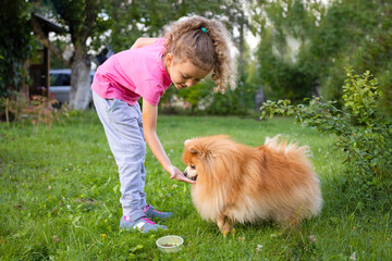 Kid with dog obedience. Little girl holding treats, food, giving command, training give paw to...