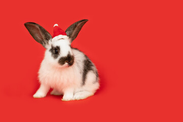 Fototapeta na wymiar 2023 christmas rabbit in santa claus hat on red background. new year bunny. place for text, copy space, calendar, postcard, card