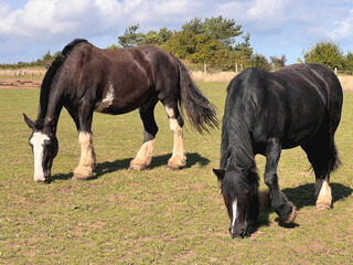 Two horses, one brown and white and one black and white in a field on a summer day.
