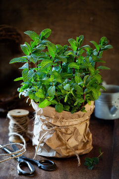 Fresh mint in a pot covered with brown kraft paper bag
