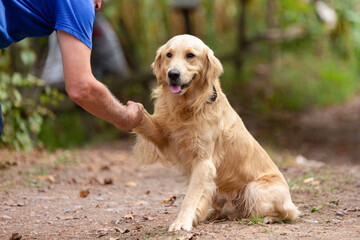 Cute golden retriever is waiting for its owner and wants to play
