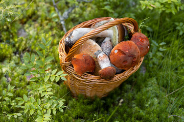 Forest mushroom boletus, cep, porcini, chanterelle collected in a wooden wicker basket. Late summer...