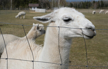 Closeup of an alpaca on a farm on a clear sunny day.