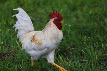 rooster on the grass