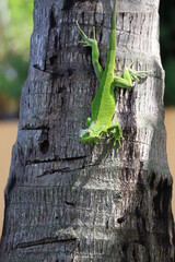 lizard on a tree