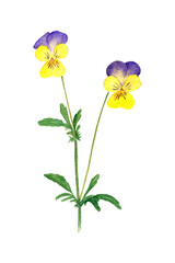 Pansies flowers illustration. Yellow and violet watercolor  flowers. Isolated on white background. Hand drawn painting.