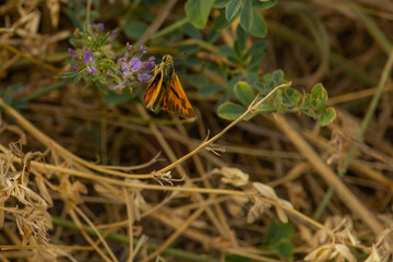 An orange butterfly drinking nectar from purple flowers