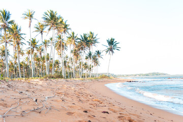 Coconut trees on the tropical beach.