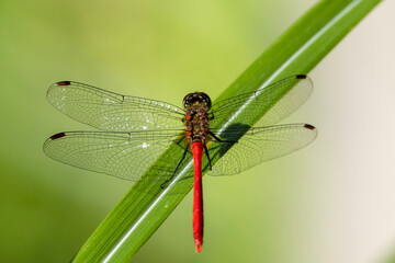 草にとまるマユタテアカネ